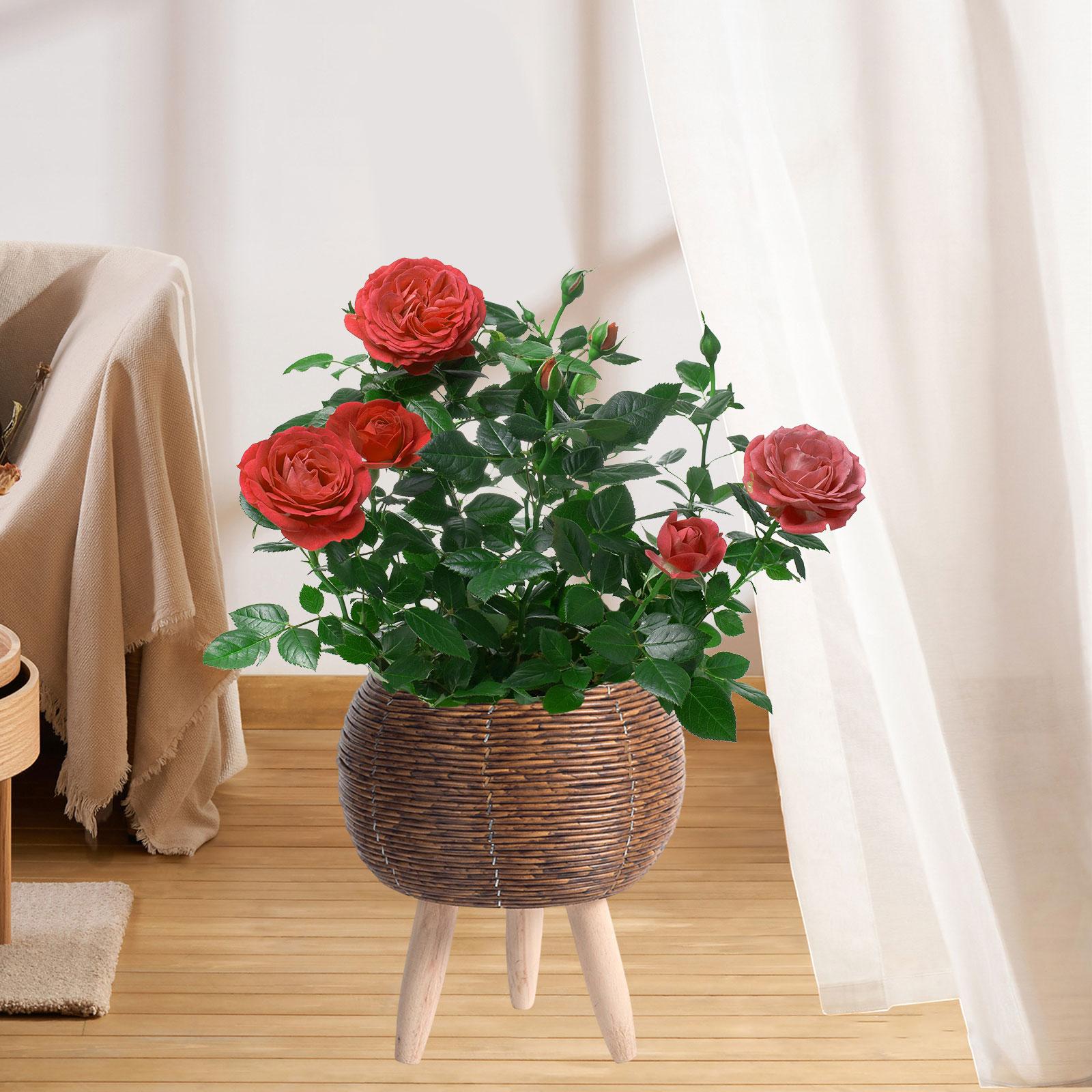 Woven Basket with Stand Indoor - Home Decor Rattan บทวิจารณ์และราคา