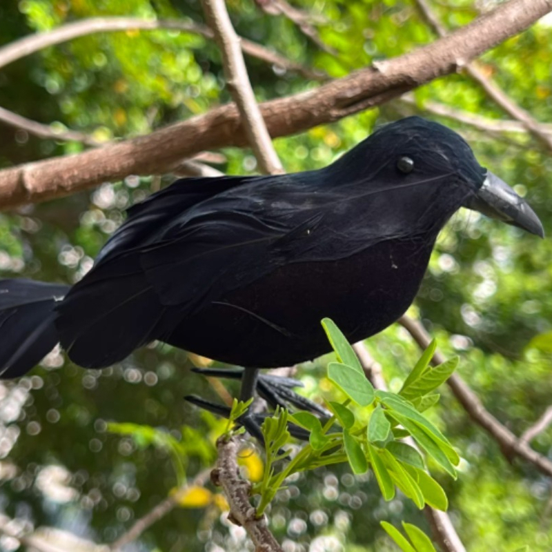 1PC Black Crow Halloween Decor - Home Decor Garden บทวิจารณ์และราคา