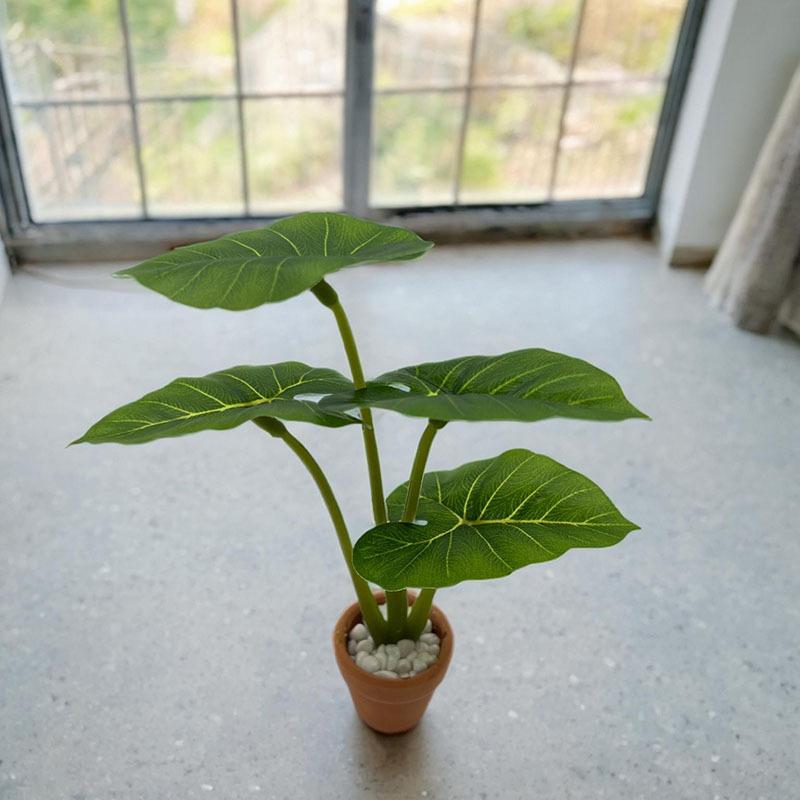 1Pcs Dollhouse Philodendron Mi - Home Decor Garden บทวิจารณ์และราคา